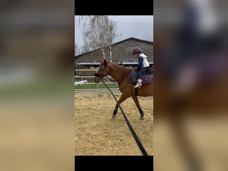 Cruzado Mestizo Caballo castrado 20 años 162 cm Alazán in UnterolberndorfKronberg