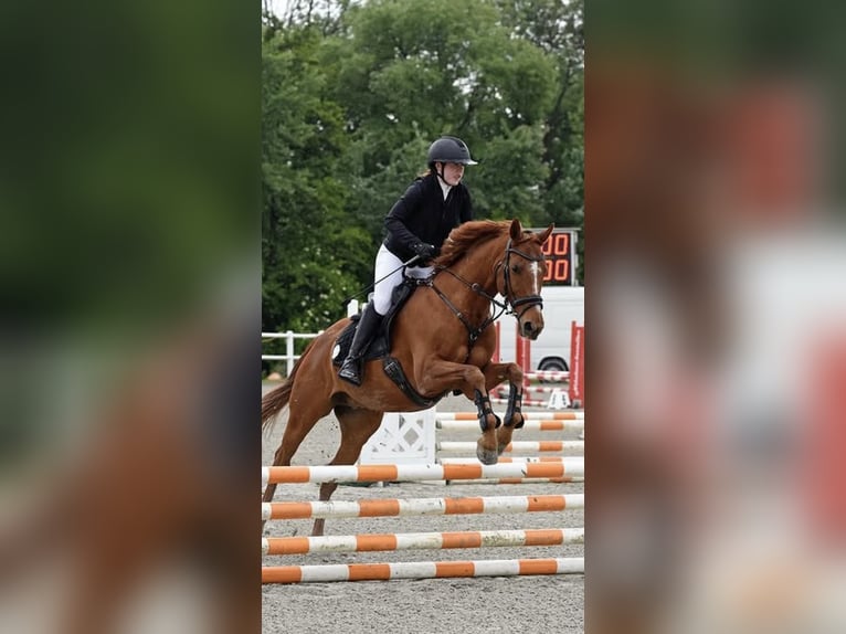Cruzado Mestizo Caballo castrado 20 años 162 cm Alazán in UnterolberndorfKronberg
