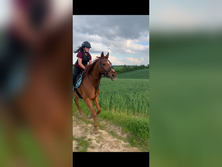 Cruzado Mestizo Caballo castrado 20 años 162 cm Alazán in UnterolberndorfKronberg