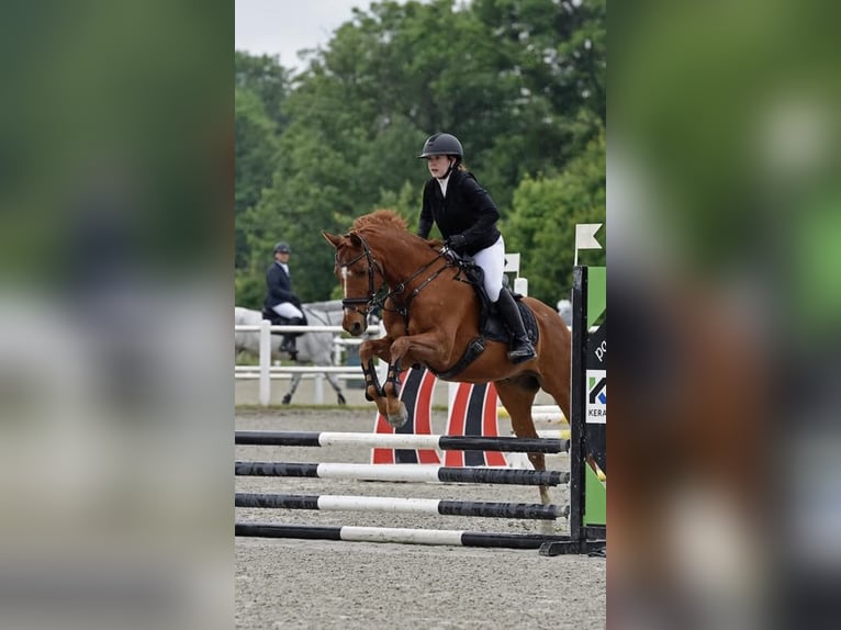 Cruzado Mestizo Caballo castrado 20 años 162 cm Alazán in UnterolberndorfKronberg