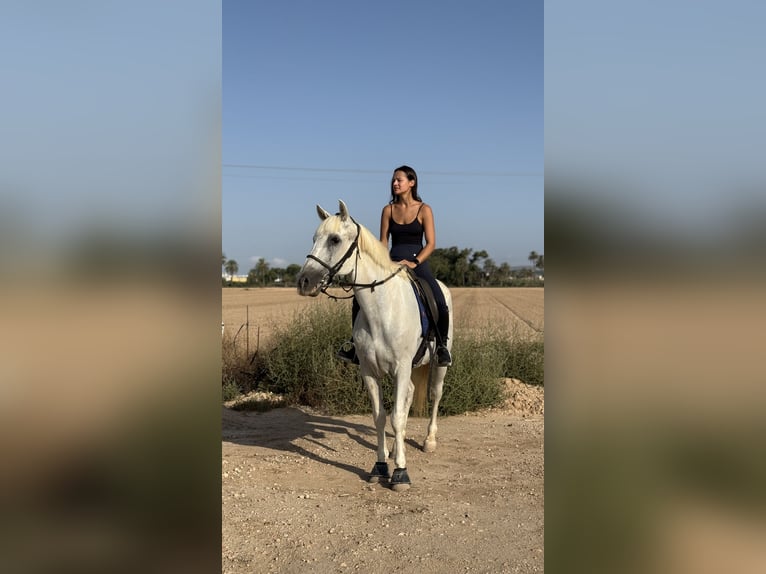 Cruzado Caballo castrado 23 años 157 cm Tordo in Montebello