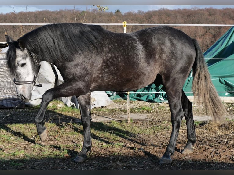 Cruzado Mestizo Caballo castrado 3 años 150 cm Musgo in Galenberg
