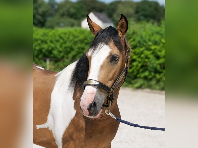 Cruzado Caballo castrado 3 años 150 cm Pío in Neustadt (Wied)