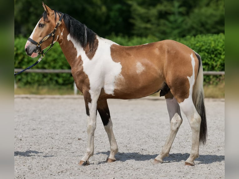 Cruzado Caballo castrado 3 años 150 cm Pío in Neustadt (Wied)