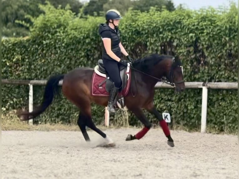 Cruzado Caballo castrado 4 años 150 cm Castaño oscuro in Neustadt (Wied)