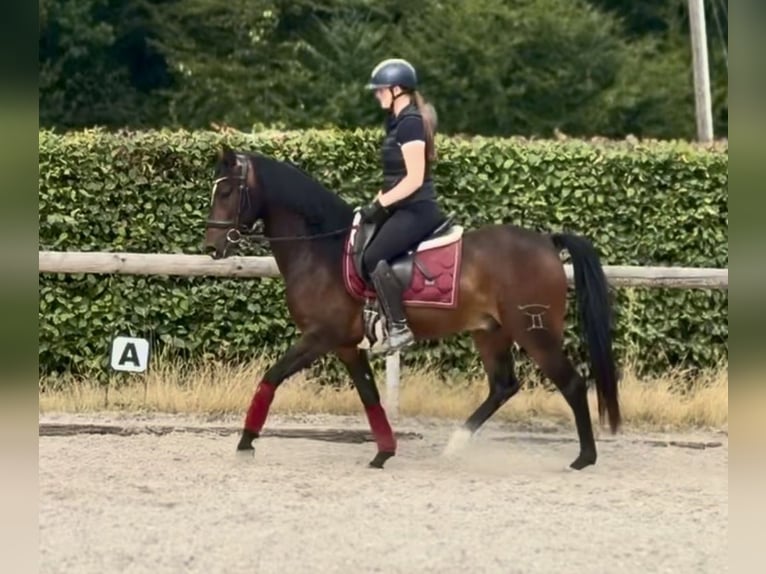 Cruzado Caballo castrado 4 años 150 cm Castaño oscuro in Neustadt (Wied)