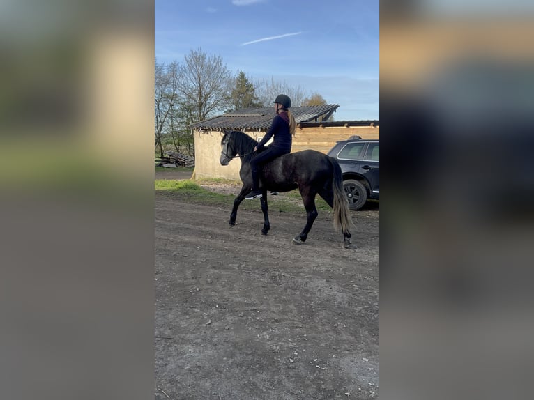 Cruzado Mestizo Caballo castrado 4 años 152 cm Musgo in Galenberg