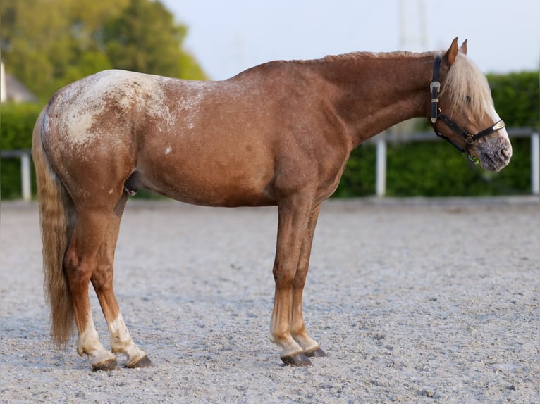 Cruzado Caballo castrado 4 años 158 cm Atigrado/Moteado in Neustadt (Wied)