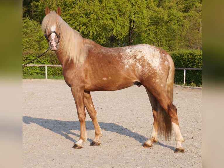 Cruzado Caballo castrado 4 años 158 cm Atigrado/Moteado in Neustadt (Wied)