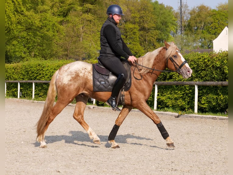 Cruzado Caballo castrado 4 años 158 cm Atigrado/Moteado in Neustadt (Wied)