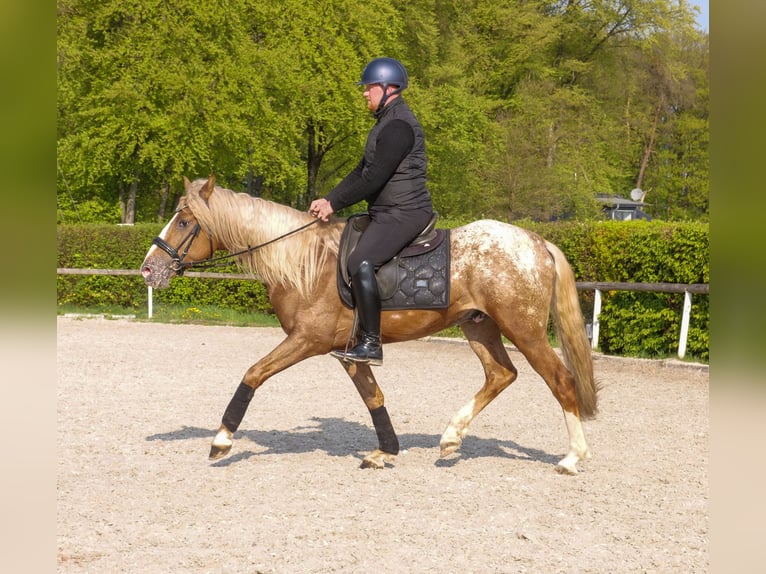 Cruzado Caballo castrado 4 años 158 cm Atigrado/Moteado in Neustadt (Wied)