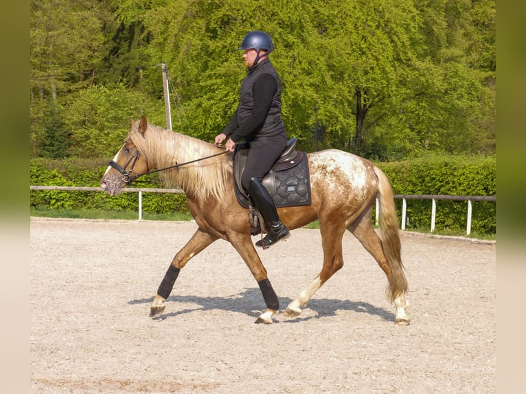 Cruzado Caballo castrado 4 años 158 cm Atigrado/Moteado in Neustadt (Wied)