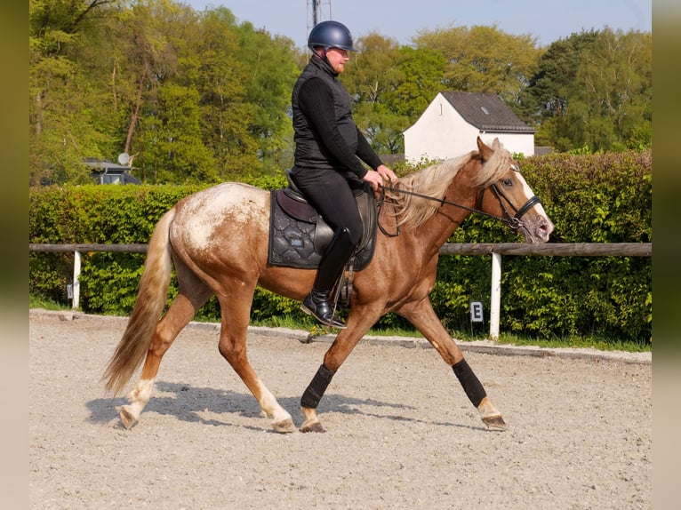 Cruzado Caballo castrado 4 años 158 cm Atigrado/Moteado in Neustadt (Wied)