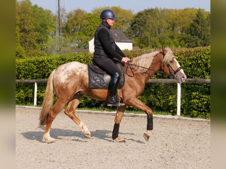 Cruzado Caballo castrado 4 años 158 cm Atigrado/Moteado in Neustadt (Wied)