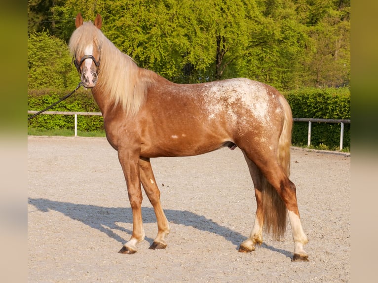 Cruzado Caballo castrado 4 años 158 cm Atigrado/Moteado in Neustadt (Wied)