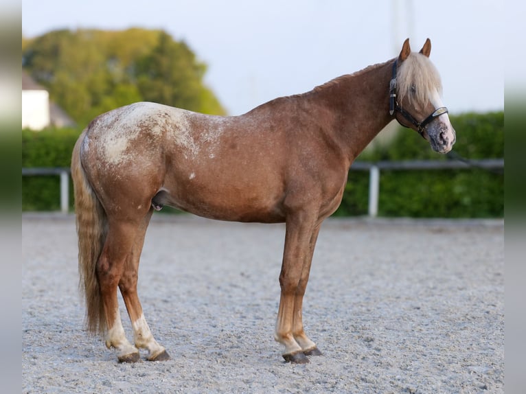 Cruzado Caballo castrado 4 años 158 cm Atigrado/Moteado in Neustadt (Wied)