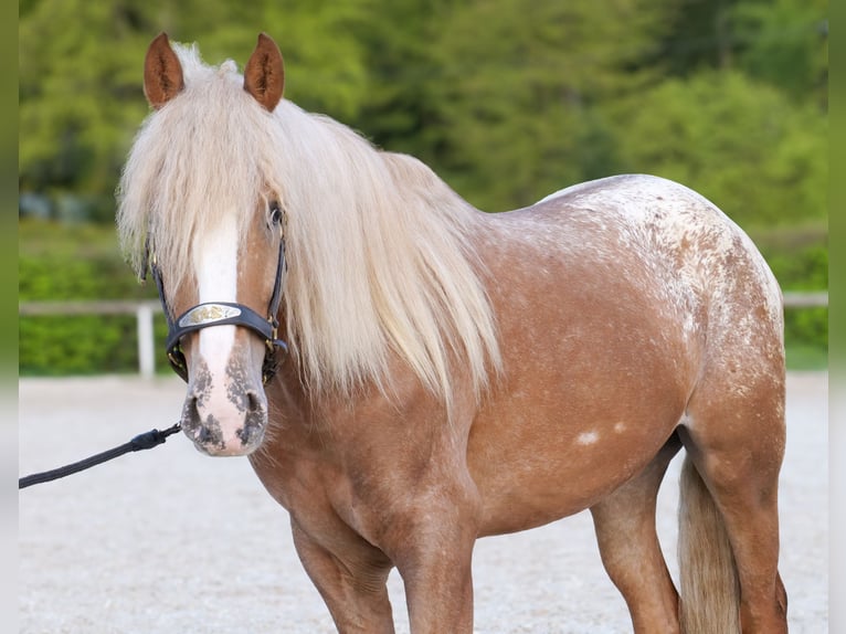 Cruzado Caballo castrado 4 años 158 cm Atigrado/Moteado in Neustadt (Wied)