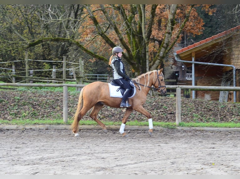 Cruzado Caballo castrado 4 años 158 cm Palomino in Wellheim