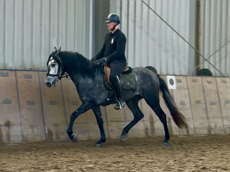 Cruzado Caballo castrado 4 años 158 cm Tordo in Neustadt (Wied)