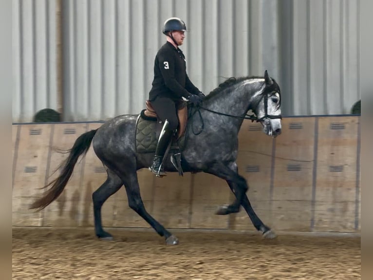 Cruzado Caballo castrado 4 años 158 cm Tordo in Neustadt (Wied)