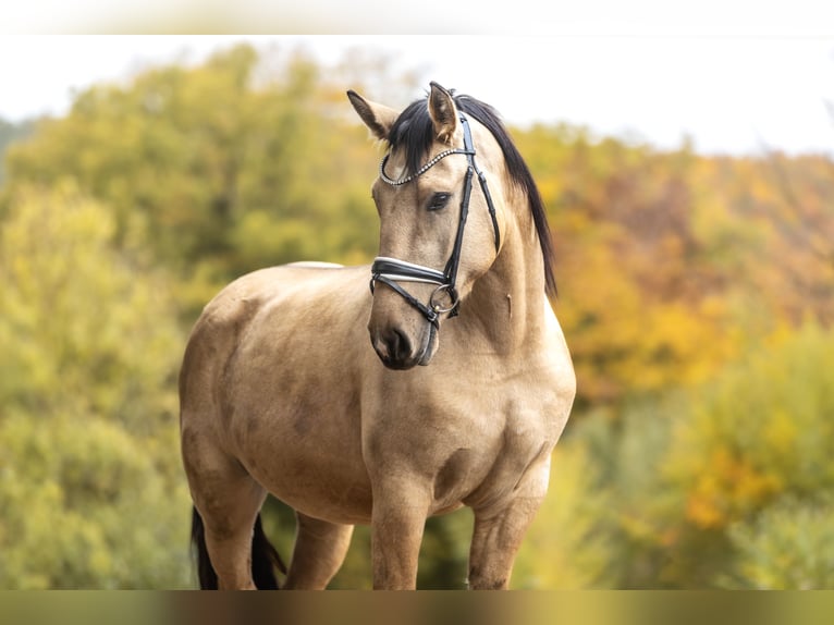 Cruzado Caballo castrado 4 años 159 cm Bayo in Windhagen
