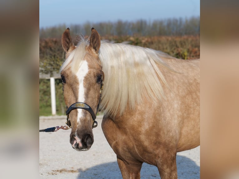 Cruzado Caballo castrado 4 años 160 cm Palomino in Neustadt (Wied)