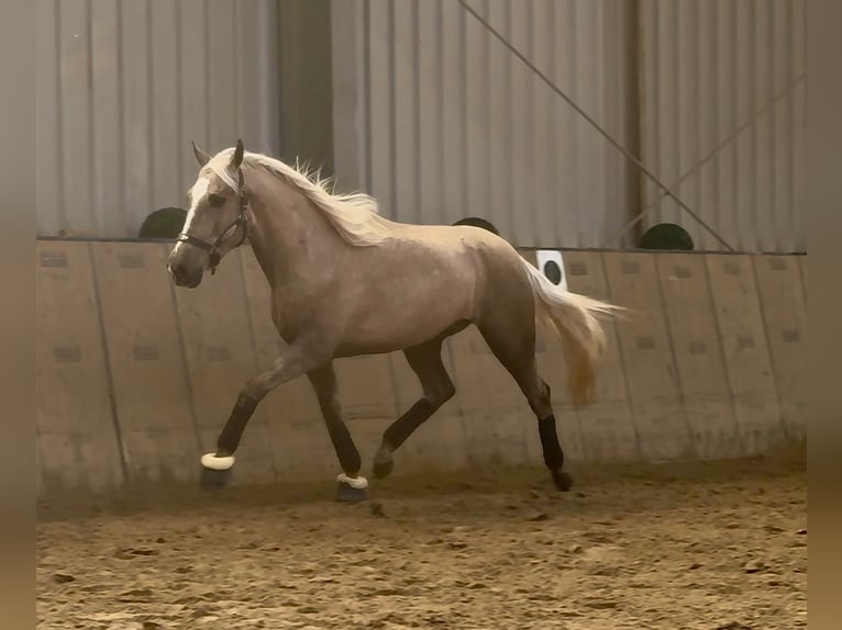 Cruzado Caballo castrado 4 años 160 cm Palomino in Neustadt (Wied)