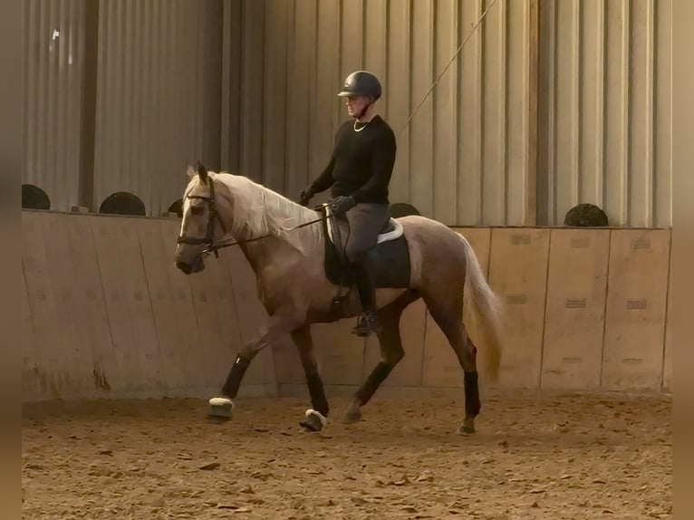 Cruzado Caballo castrado 4 años 160 cm Palomino in Neustadt (Wied)
