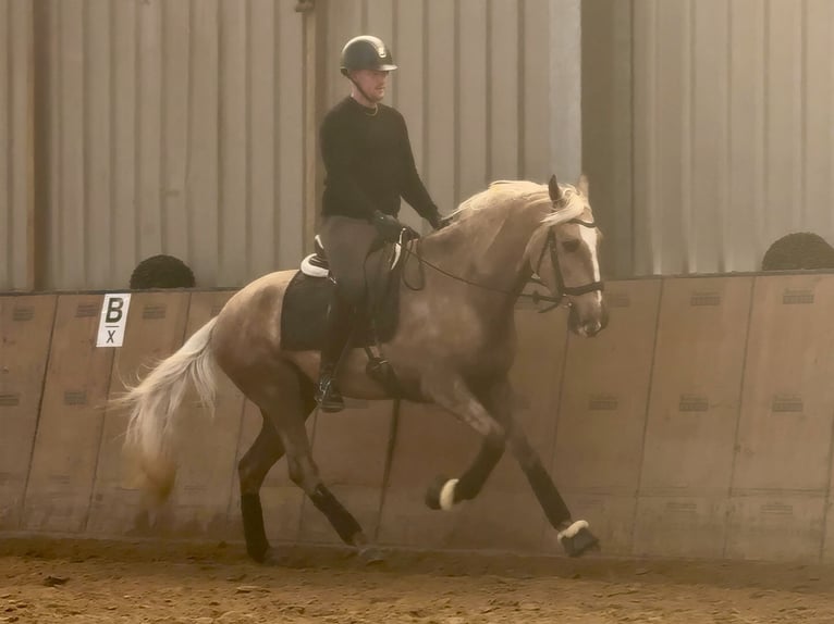 Cruzado Caballo castrado 4 años 160 cm Palomino in Neustadt (Wied)