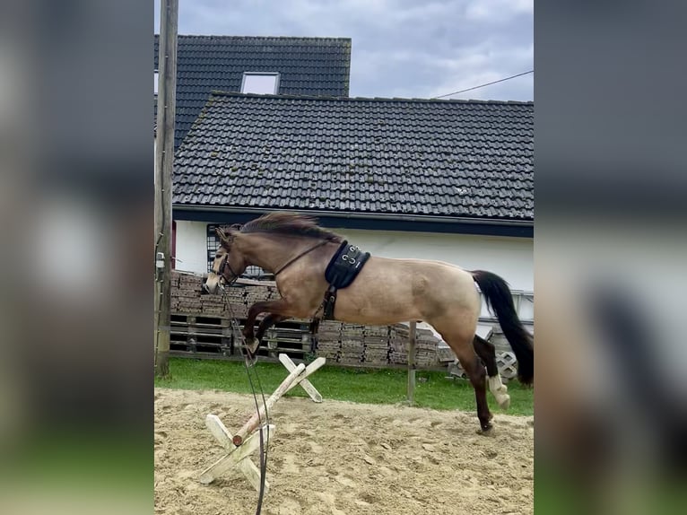 Cruzado Caballo castrado 4 años 166 cm Buckskin/Bayo in Lippetal