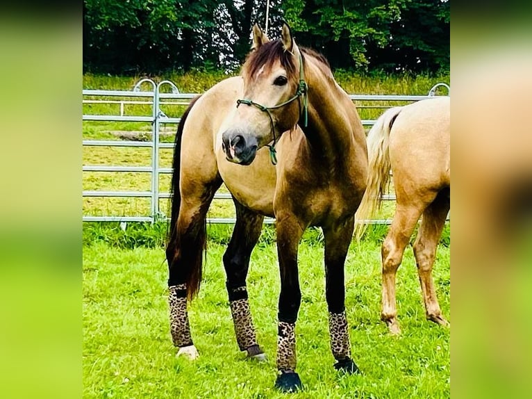 Cruzado Caballo castrado 4 años 166 cm Buckskin/Bayo in Lippetal