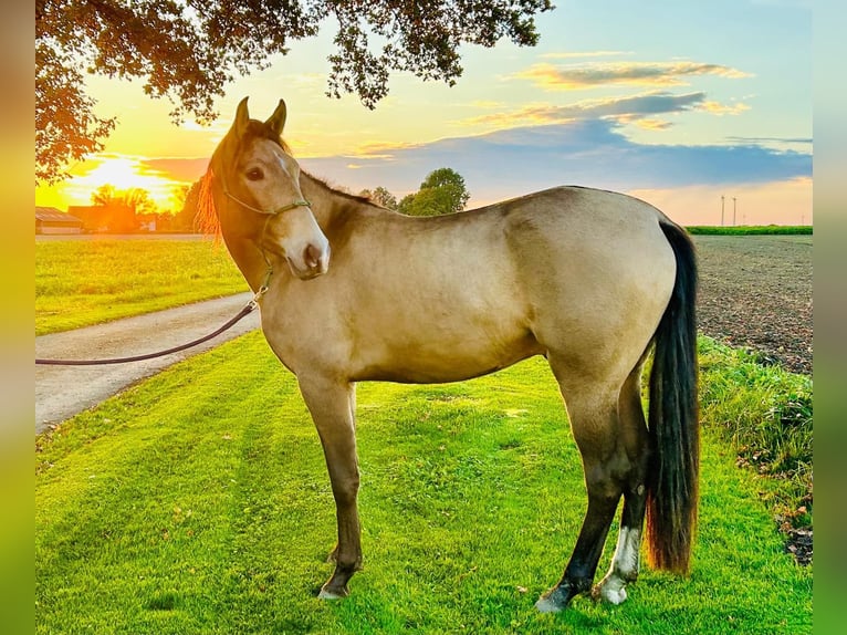 Cruzado Caballo castrado 4 años 166 cm Buckskin/Bayo in Lippetal