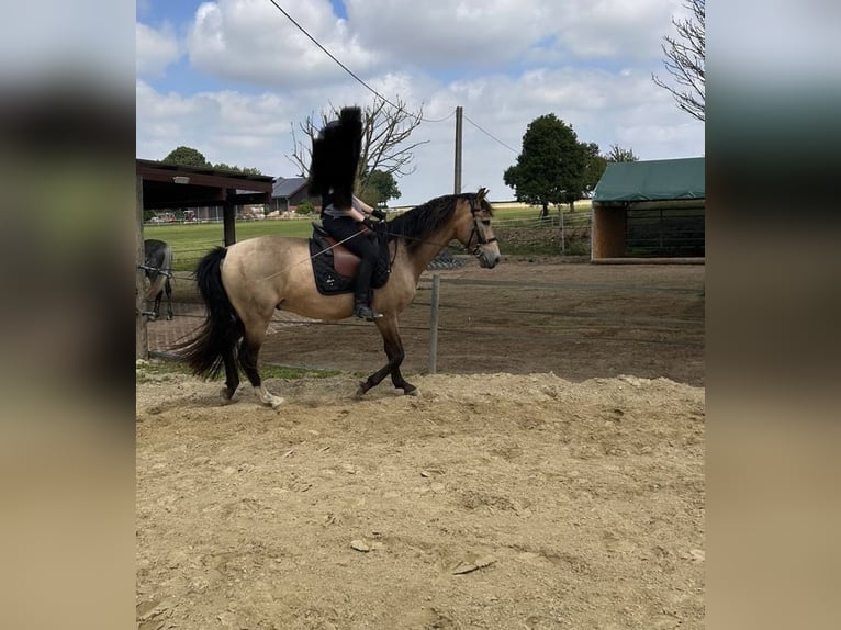 Cruzado Caballo castrado 4 años 166 cm Buckskin/Bayo in Lippetal