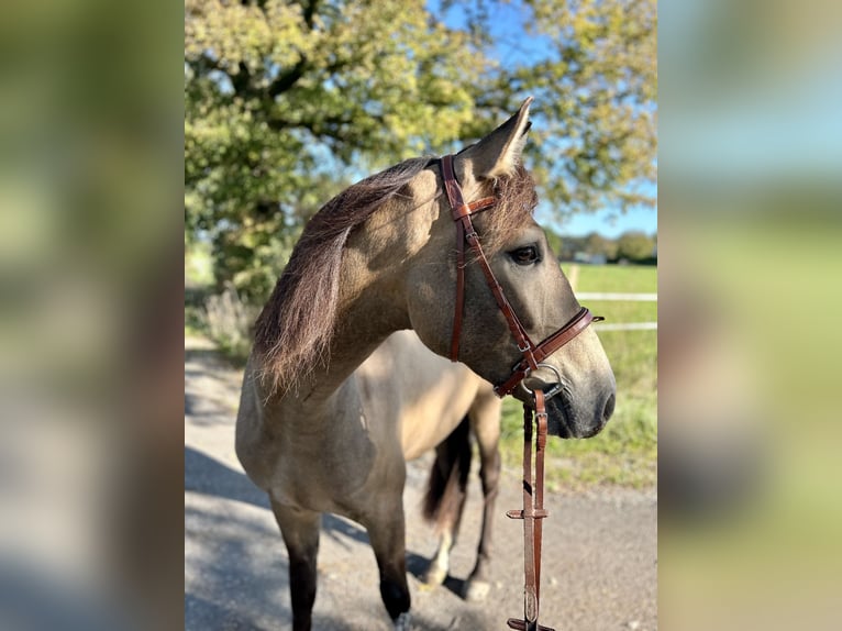 Cruzado Caballo castrado 4 años 166 cm Buckskin/Bayo in Lippetal