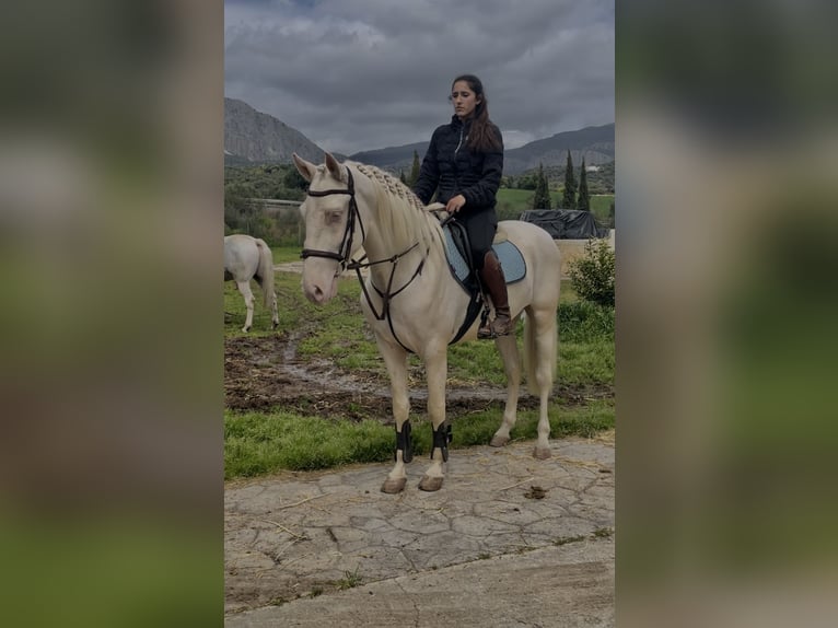 Cruzado Caballo castrado 4 años Cremello in Malaga, Andalusia