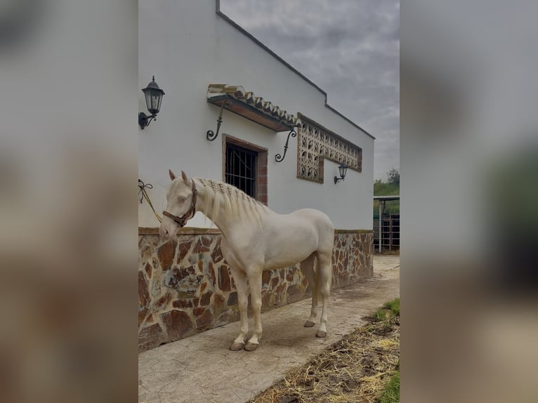 Cruzado Caballo castrado 4 años Cremello in Malaga, Andalusia