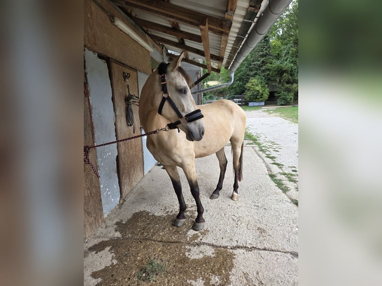 Cruzado Caballo castrado 5 años 150 cm Bayo in Kreuzau