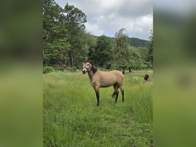 Cruzado Caballo castrado 5 años 150 cm Bayo in Kreuzau