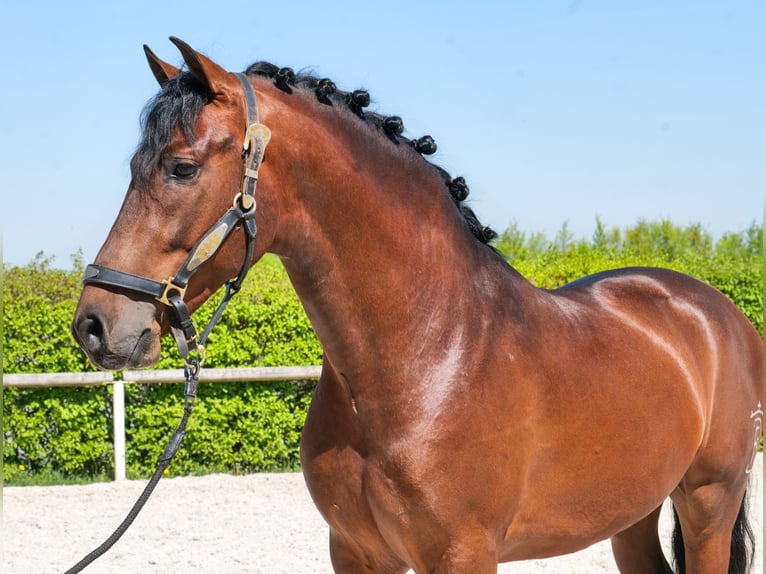 Cruzado Caballo castrado 5 años 150 cm Castaño in Neustadt (Wied)