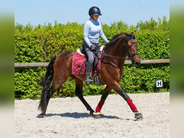 Cruzado Caballo castrado 5 años 150 cm Castaño in Neustadt (Wied)