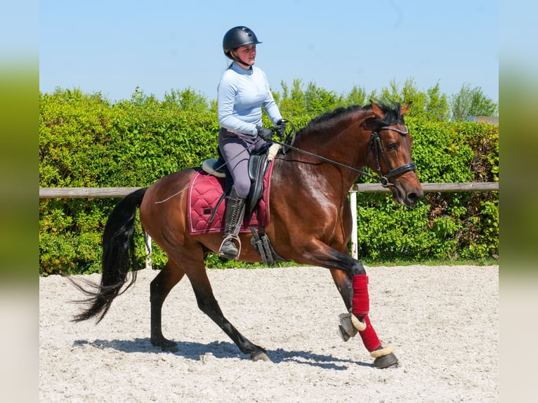 Cruzado Caballo castrado 5 años 150 cm Castaño in Neustadt (Wied)