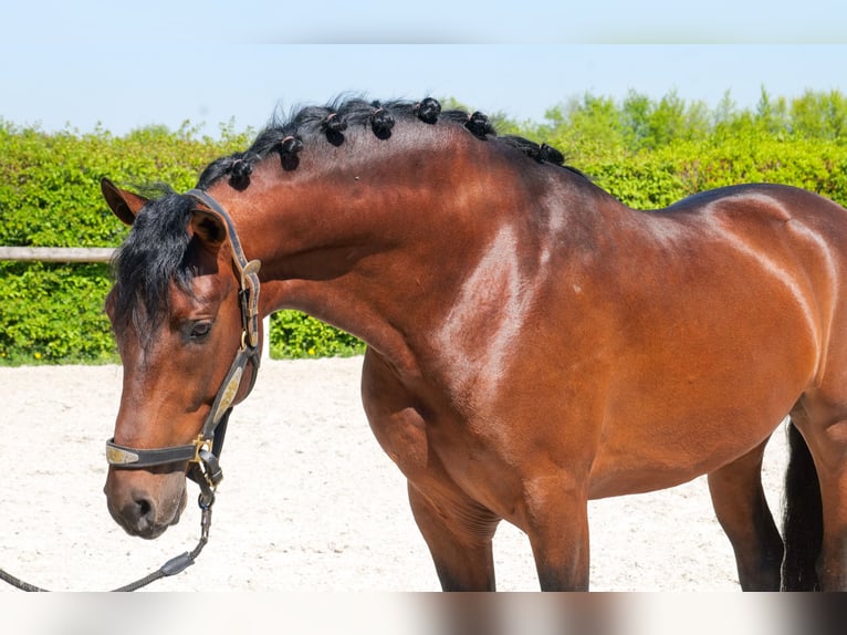 Cruzado Caballo castrado 5 años 150 cm Castaño in Neustadt (Wied)