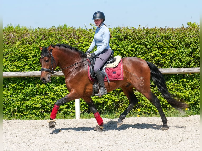 Cruzado Caballo castrado 5 años 150 cm Castaño in Neustadt (Wied)