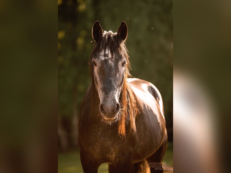 Cruzado Mestizo Caballo castrado 5 años 154 cm Tordillo negro in Traventhal