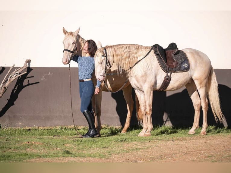 Cruzado Caballo castrado 5 años 156 cm Champán in Friedrichshafen