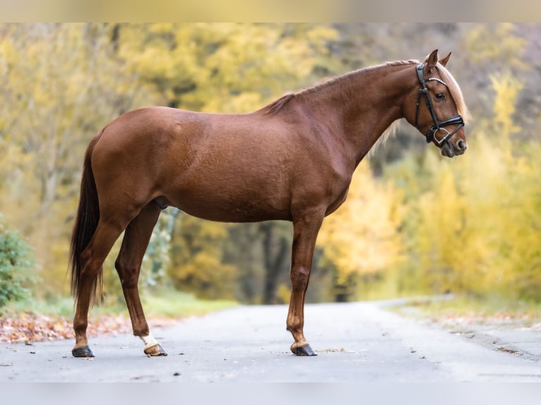 Cruzado Caballo castrado 5 años 157 cm Alazán in Windhagen