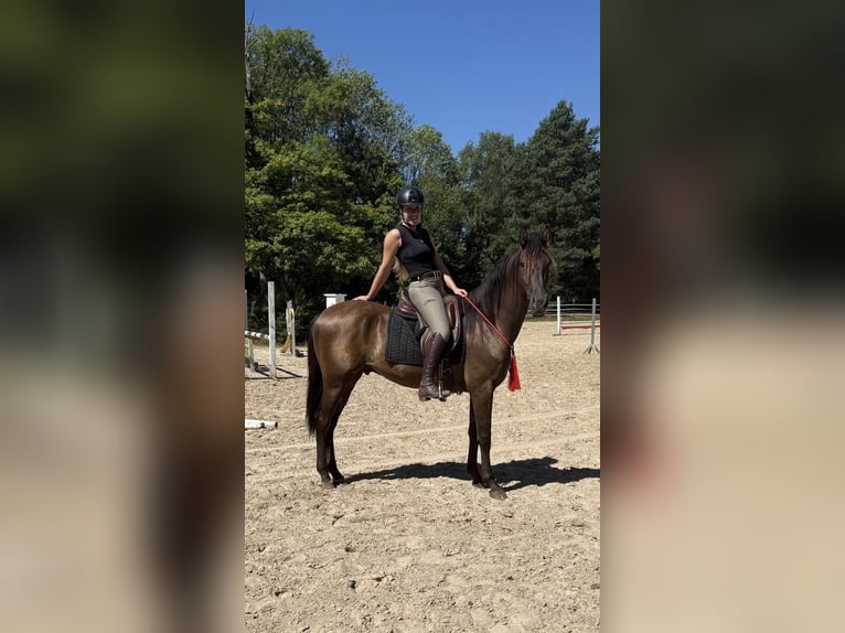 Cruzado Caballo castrado 5 años 160 cm Castaño in Windhagen