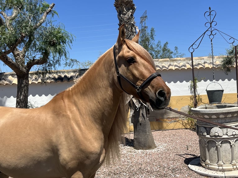 Cruzado Caballo castrado 5 años 164 cm Alazán in Alicante