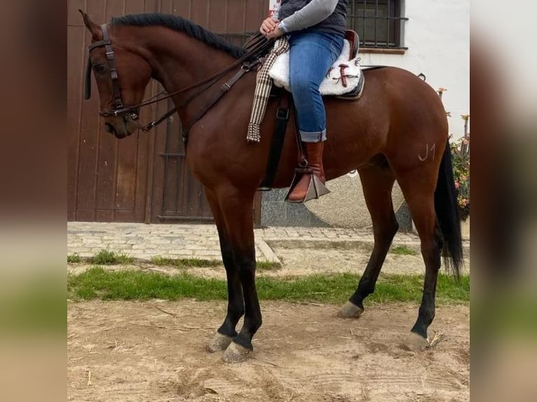 Cruzado Caballo castrado 5 años 168 cm Castaño in Sabadell Cruzado Caballo castrado 5 años 168 cm Castaño in Sabadell