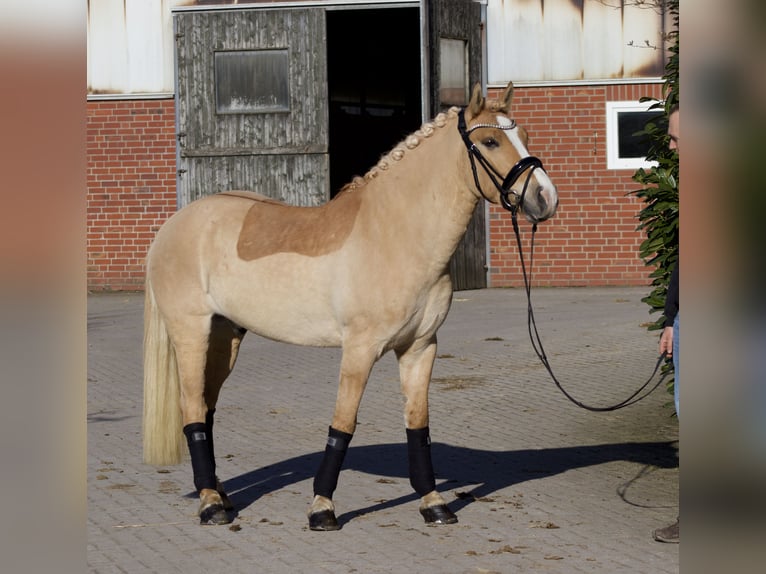 Cruzado Caballo castrado 6 años 143 cm Perla in Coesfeld